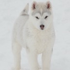 Snowy3412sm.jpg