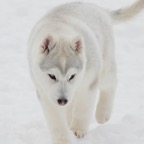 Snowy3417.jpg