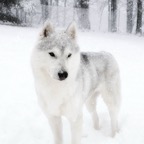 Snowy3904dreamysm.jpg