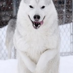 Snowy5073smb.jpg