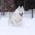 Snowy5076sm.jpg
