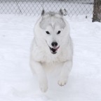Snowy5078sm.jpg