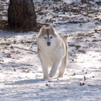 SugarBear2157sm.jpg