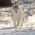 SugarBear2157sm2.jpg