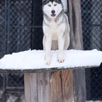 Wheezie0117lw.jpg