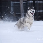 Wheezie0123lw.jpg