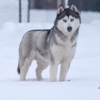 Wheezie0129lw.jpg