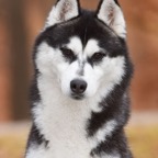 Willow9797HDSHTlw.jpg