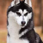 Willow9800HDSHTlw.jpg