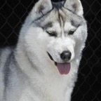 ZsaZsa0023lw.jpg