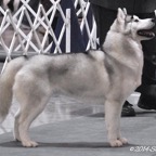 Zsazsa3613lw.jpg