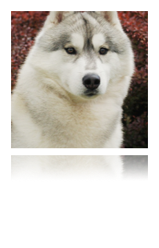 collage image title