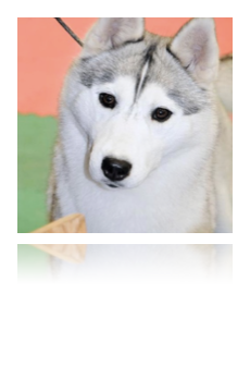 collage image title