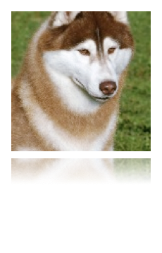 collage image title
