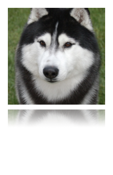 collage image title