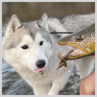 collage image title